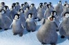 happy-feet-two 2.jpg